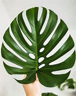 Image result for Cây Monstera