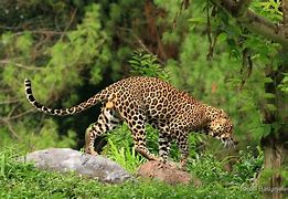 Image result for Java Leopard