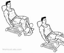 Image result for Seated Leg Extension Exercise