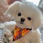 Image result for Adorable Maltese