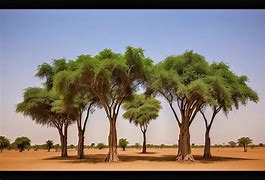 Image result for sub-Saharan Trees