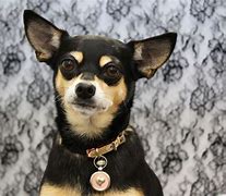 Image result for Fox Terrier X Chihuahua