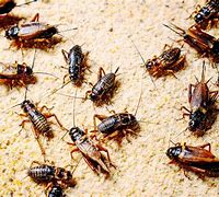 Image result for Industrial Insect Farming