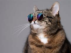 Image result for Cat Doing Cool Stuff