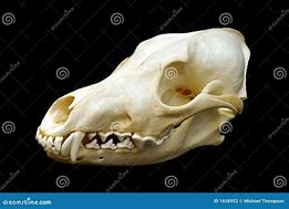 Image result for Coyote Skull Black and White