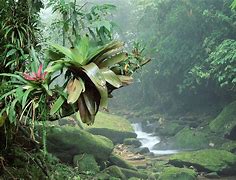 Image result for Robbie Cole Rainforest