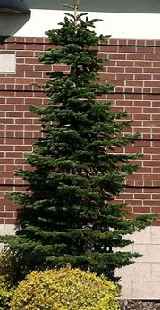 Image result for Dwarf Fir Trees