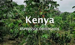 Image result for Felix Kenya Coffee