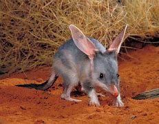 Image result for Bilby Life Cycle