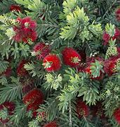 Image result for Dwarf Bottlebrush Shrubs Plants