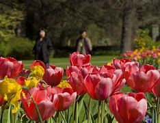 Image result for New Zealand Spring Flowers