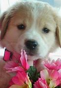 Image result for Golden Retriever Mix Puppies