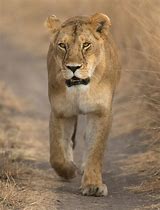 Image result for Mother Lioness