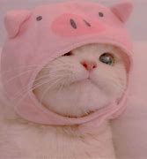 Image result for Cute Aesthetic Cat PFP