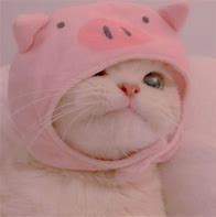 Image result for Coffee Cat Aesthetic PFP