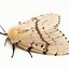 Image result for Moths in Trees