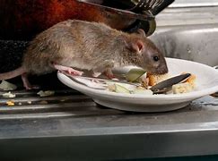 Image result for Fat Rat in Kitchen