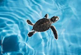 Image result for Sea Turtle Babies