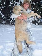 Image result for Wolf Hunting Deer