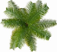 Image result for Palm Plant PNG