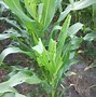 Image result for Corn Pests