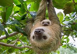 Image result for White Sloth Baby