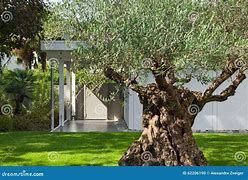 Image result for Olive Tree Modern Garden