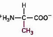 Image result for Alanine Chemical Structure