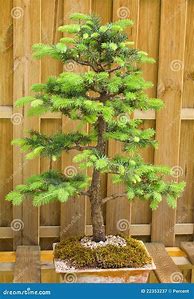 Image result for Dwarf Fir Trees