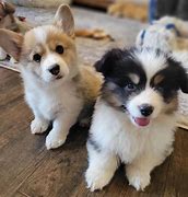 Image result for Corgi Adult Dog