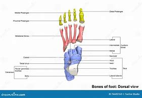 Image result for Wheer Is the Dorsal Pedal