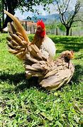 Image result for Serama Chicken Size Chart