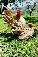 Image result for What Is a Serama Chicken