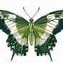 Image result for Pastel Green Butterfly