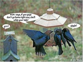 Image result for Bird Humor