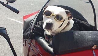 Image result for Motorcycle Dog Carrier Seat