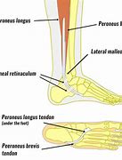 Image result for Tendons Near Lateral Malleolus