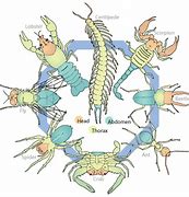 Image result for Arthropod Legs