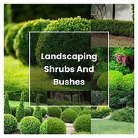 Image result for Landscape Shrubs and Bushes