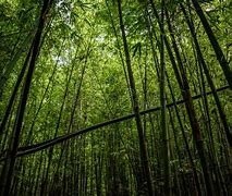 Image result for Sasa Forest