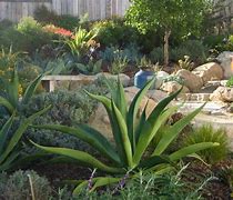 Image result for Agave Landscape Design