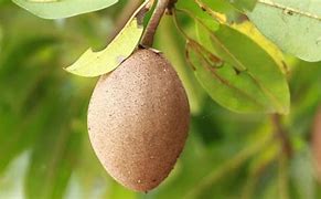 Image result for Petik Buah Sawo