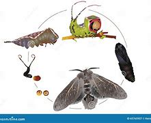 Image result for Box Moth Life Cycle