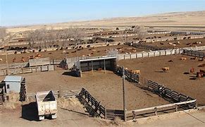 Image result for Feedlot