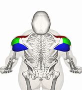 Image result for Deltoid Muscle