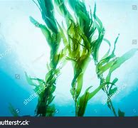 Image result for Seaweed Droings