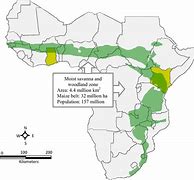 Image result for sub-Saharan Trees