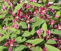 Image result for Lonicera