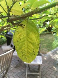 Image result for Black Bugs On Lemon Tree