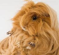 Image result for Brown Guinea Pig Long Hair